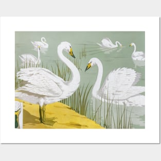 Cygne sauvage 1897 Posters and Art